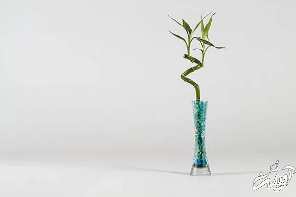 قهوه ای شدن نوک برگ بامبو پژمرده شدن بامبو